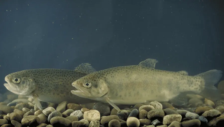 River spin review trout